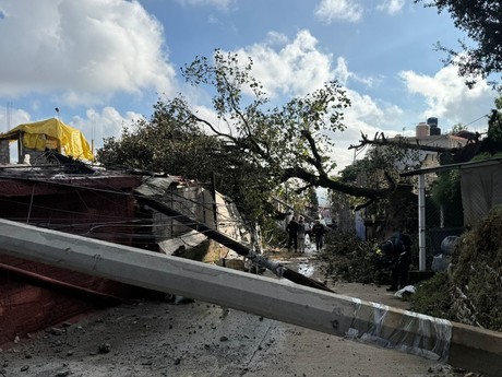 Cae árbol y derriba postes de luz, dañando 7 viviendas en Magdalena Contreras