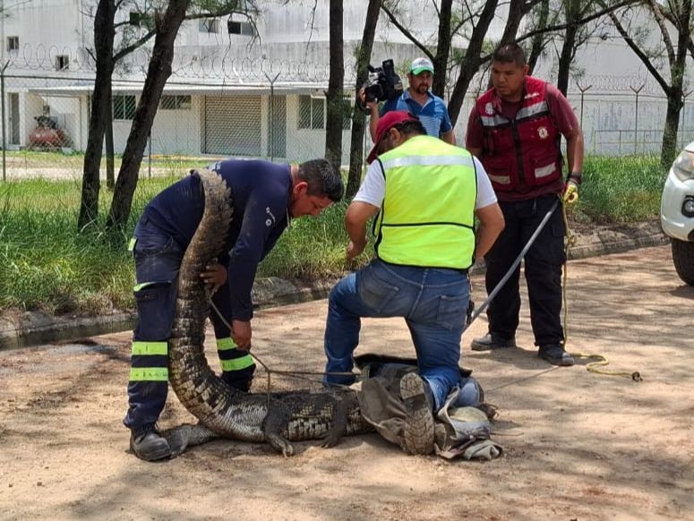 La semana pasada fueron 15 crías de cocodrilo las localizadas por la misma zona.