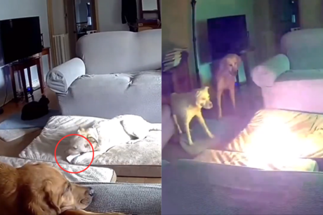 #VIDEO: Perro provoca incendio en casa al morder batería de litio