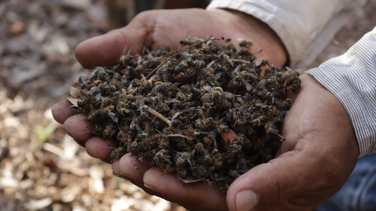 La deforestación y los pesticidas son las principales amenazas para estos insectos Foto: Cortesía