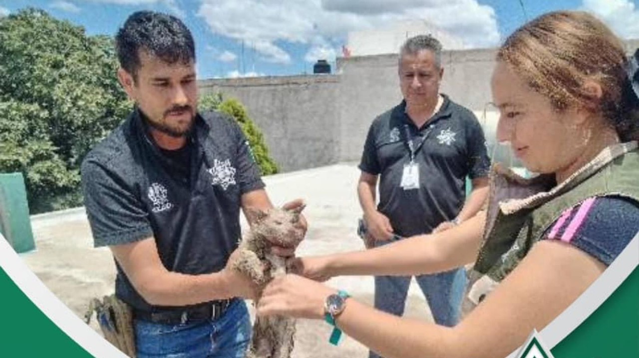 Policía Ambiental rescató a un gatito que estaba atorado en un tubo de agua Foto: Especial.