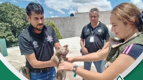 Policía Ambiental rescata a gatita del desagüe