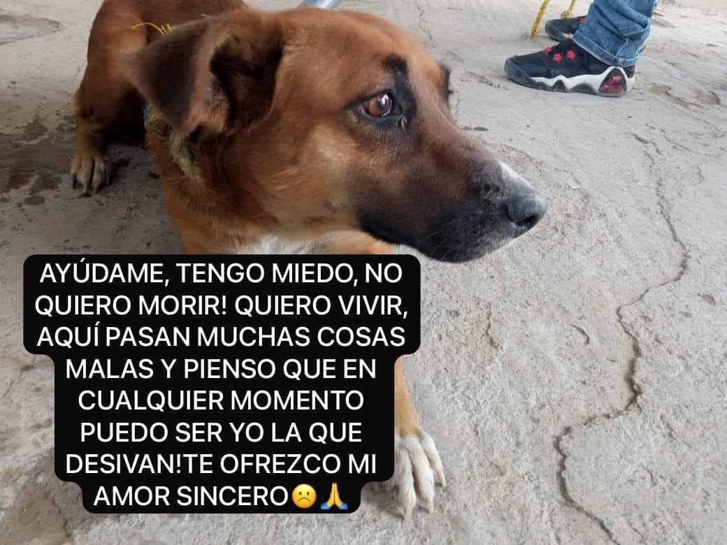 Asociación pide ayuda para rescatar a perritos. Foto de Fundación Frichman.