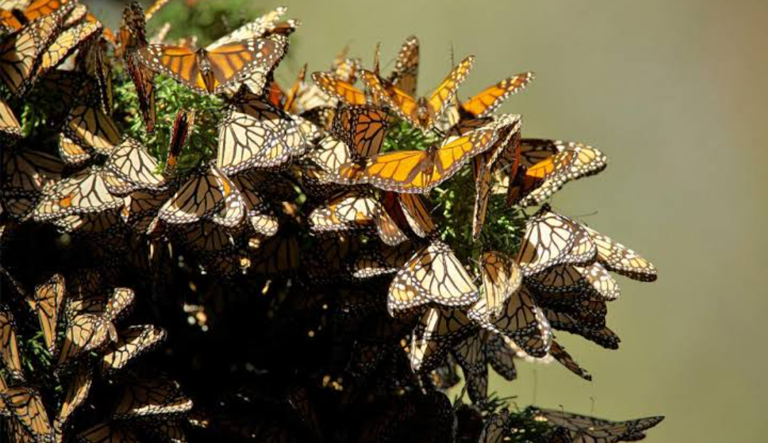 Donato Guerra conserva la Mariposa Monarca en sus santuarios. Imagen: Gobierno de México.