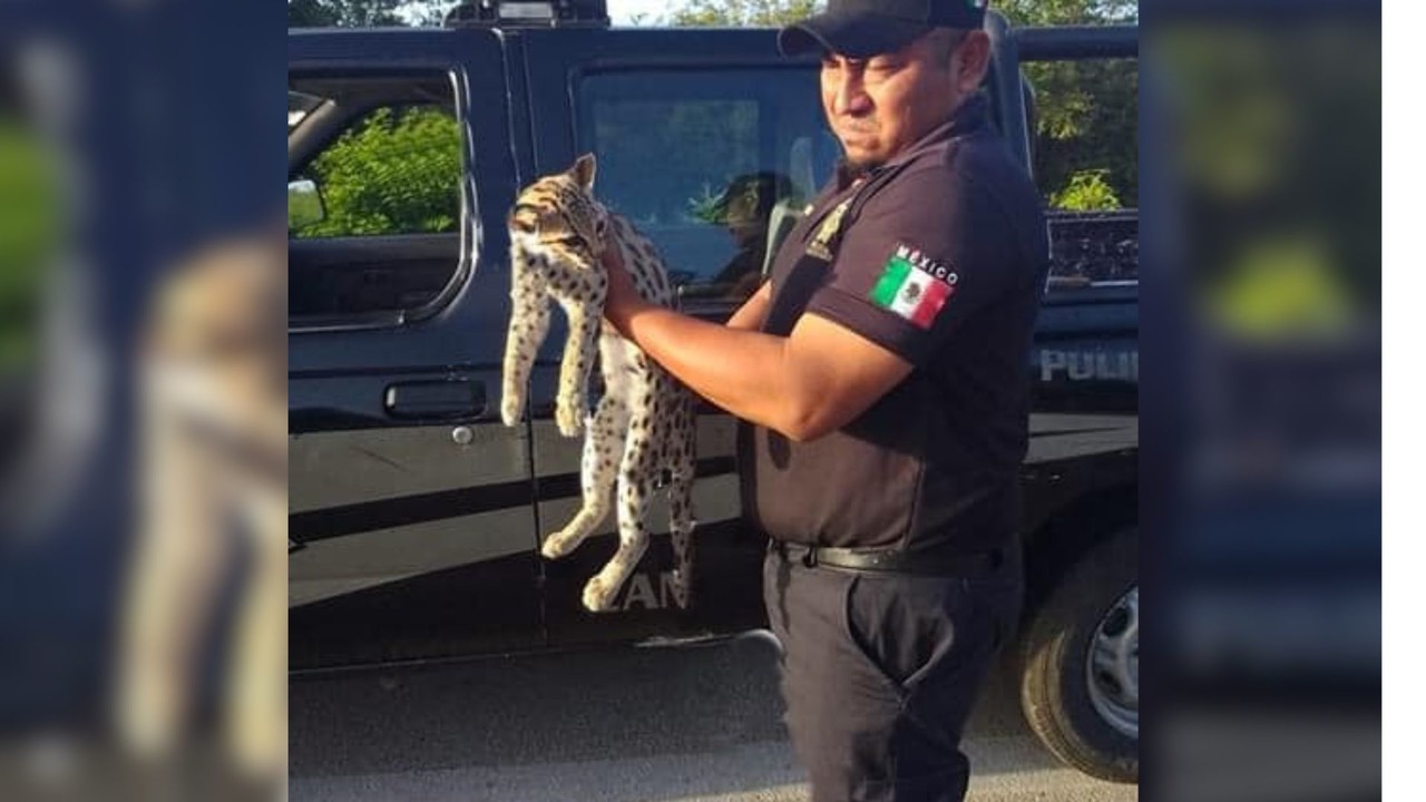 Policías llegaron al lugar del incidente para atender al tigrillo Foto: Redes