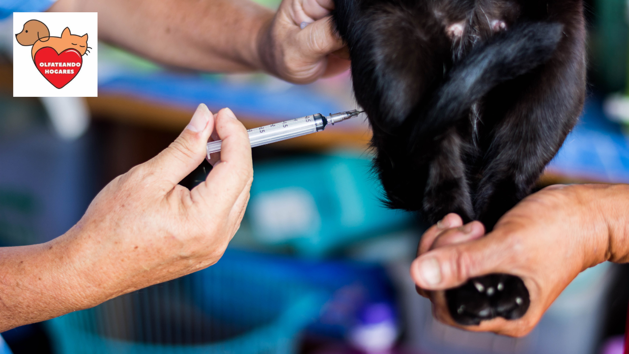 Campaña de Salud en Mascotas en Saltillo / Foto: Canva