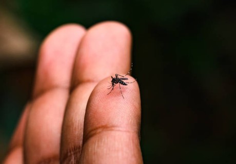 Día Internacional contra el Dengue: síntomas y medidas preventivas