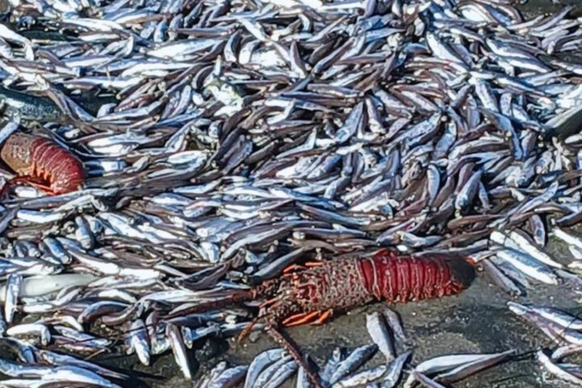 Sardinas varadas en Mulegé. Foto: Elías Medina en las Calles