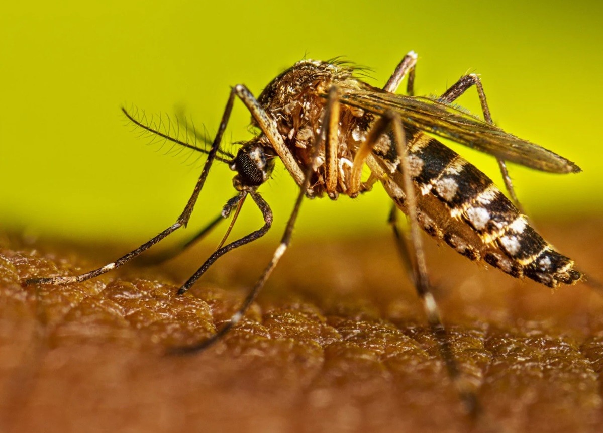 El Aedes aegypti, ​ más conocido como el mosquito del dengue, mosquito momia o mosquito de la fiebre amarilla, es un mosquito que puede ser portador del virus del dengue y de la fiebre amarilla, así como de otras enfermedades, como la chikunguña, la fiebre