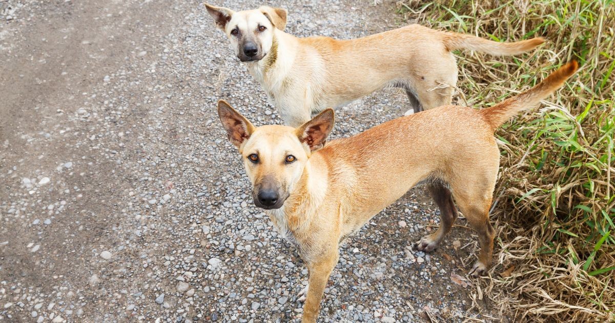 La jornada de esterilización se realizará este 22 de agosto. (Fotografía: Canva)