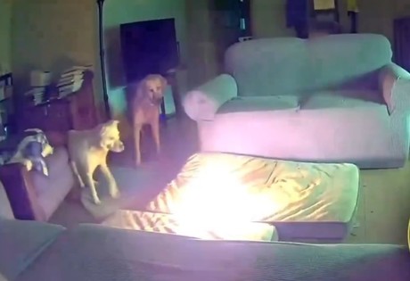 Perro provoca incendio al morder batería de iones de litio (VIDEO)