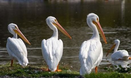 Lanzan primera “Guía rápida de aves” en el Bosque de San Juan de Aragón