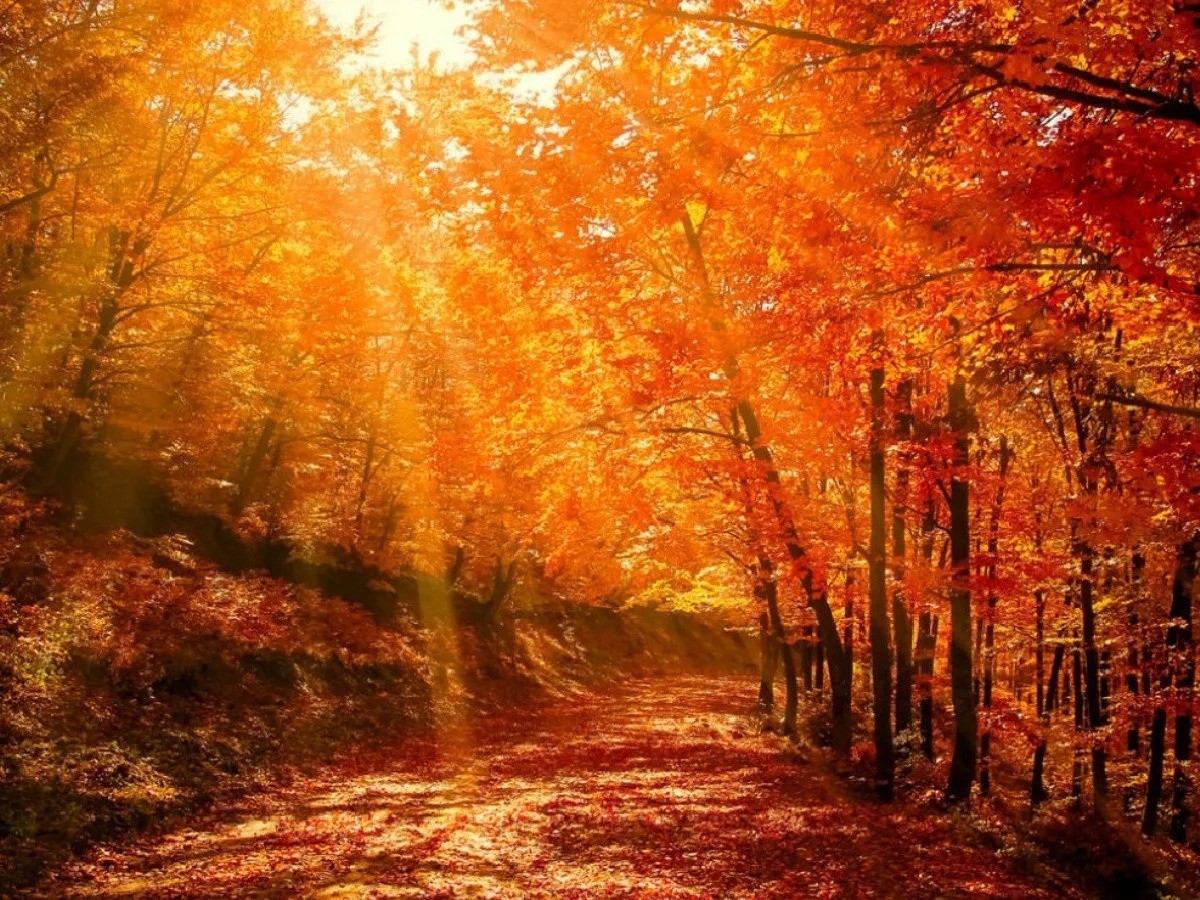 El otoño comienza a finales de septiembre y sigue por alrededor de octubre y noviembre. Foto: Debate.