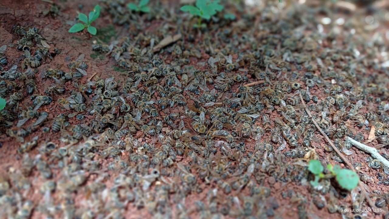 Abejas que habían fallecido por un insecticida fueron recogidas en siete apiarios Foto: Alianza Maya por las Abejas