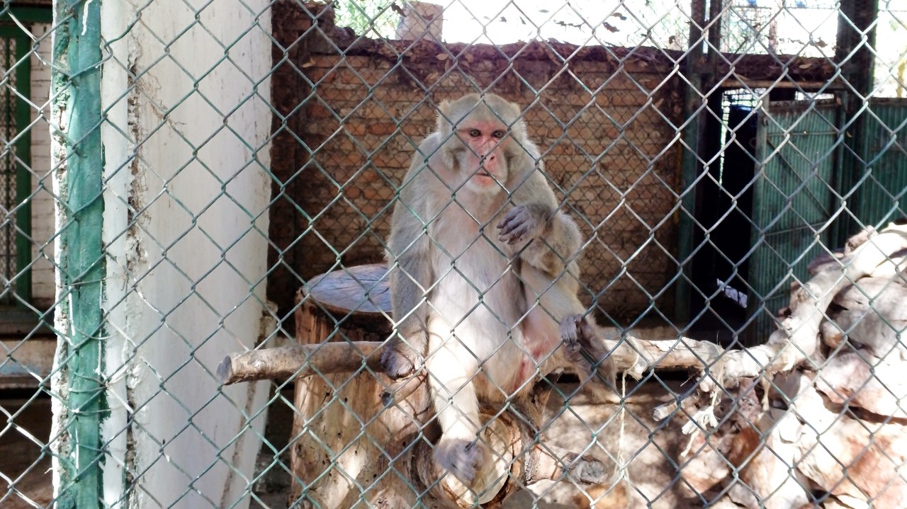 Aún no hay casos registrados en Durango de la viruela del mono, Sinaloa y Jalisco son los estados más cercanos con contagios.  Foto: Gerardo Lares.