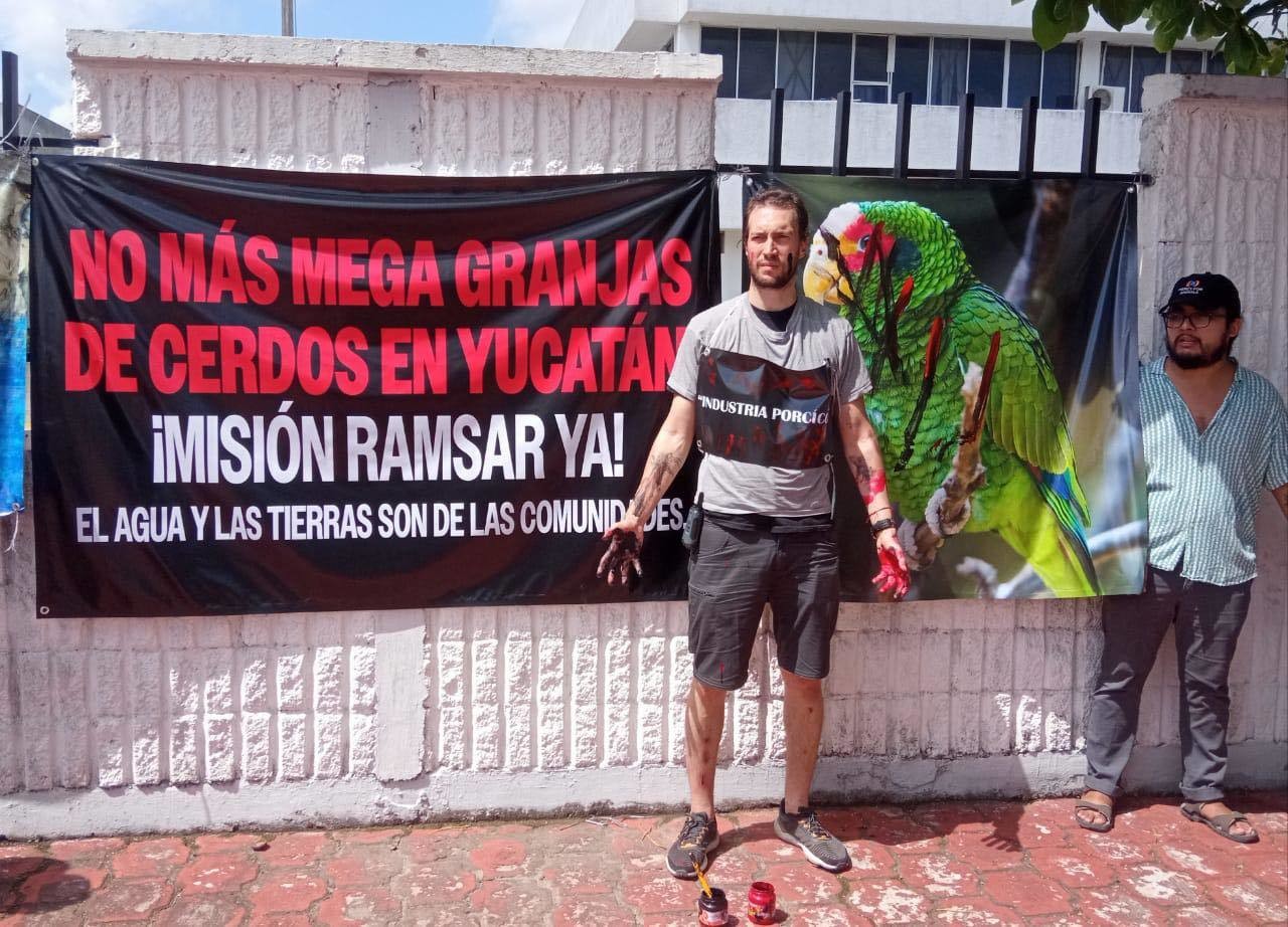 La mañana de este viernes un grupo de manifestantes pertenecientes a la organización 'Mercy for Animals' protestó frente a las oficinas de la Semarnat contra las mega granjas porcícolas instaladas en varias localidades de Yucatán.- foto de redes sociales