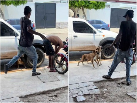 Perros defienden a su dueño ante agresión de indigente (VIDEO)