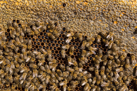 Madre e hijo atacados por abejas en la colonia La Pasión