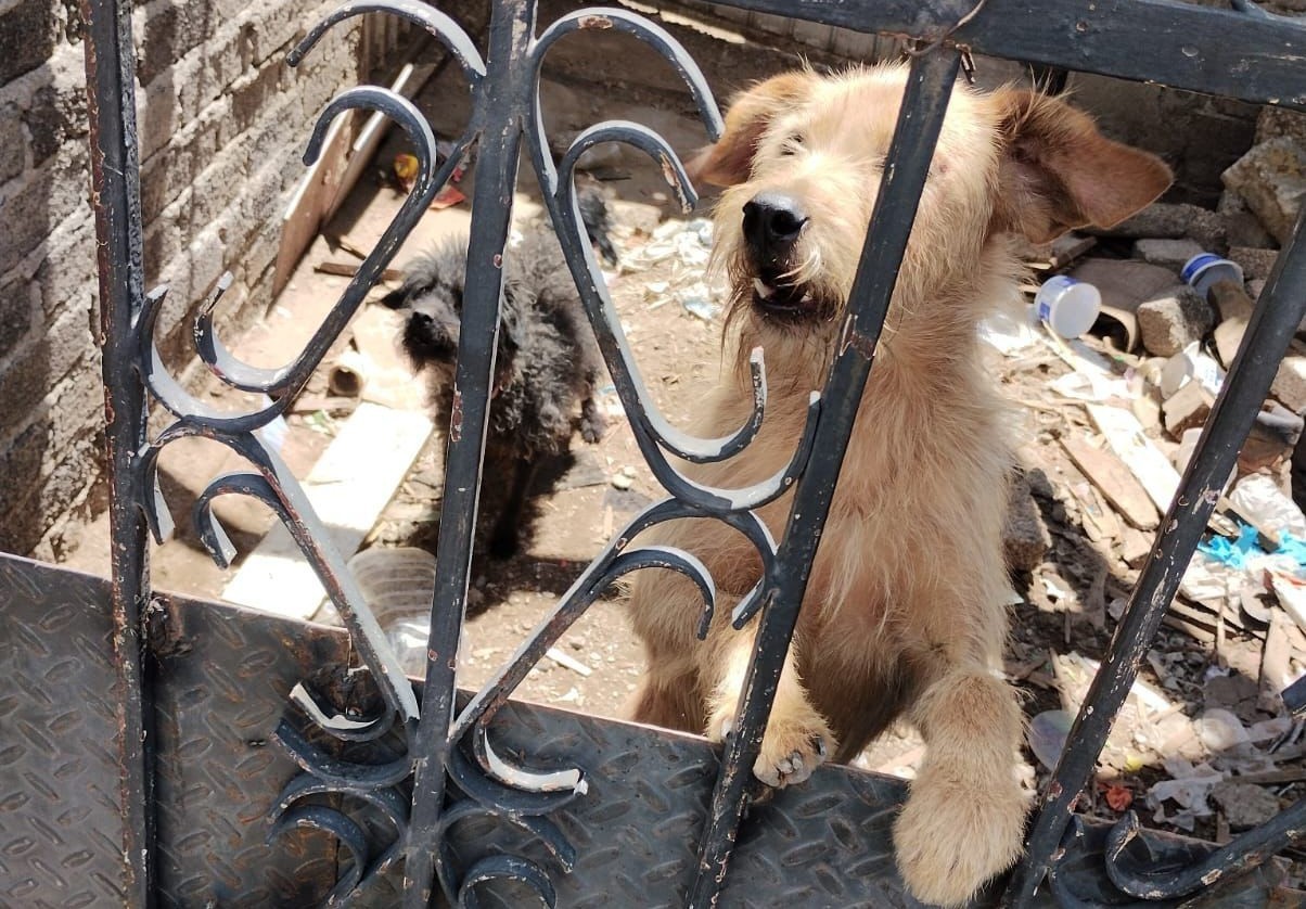 Ambos caminos fueron entregados a 'Mundo Patitas'. Imagen: FGJEM