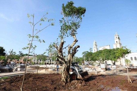 Árboles sagrados son colocados en la Plaza Grande de Mérida