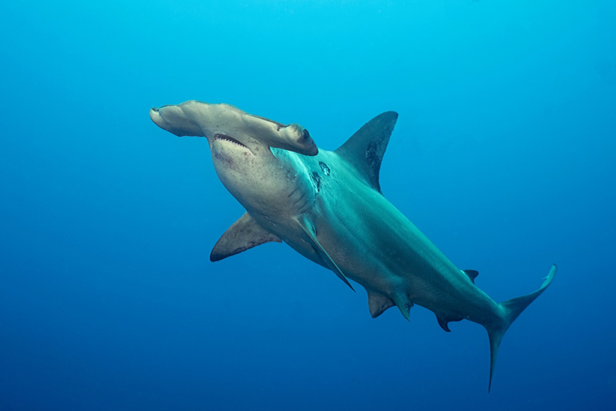 Tiburón Martillo. Foto: Adobe Stock