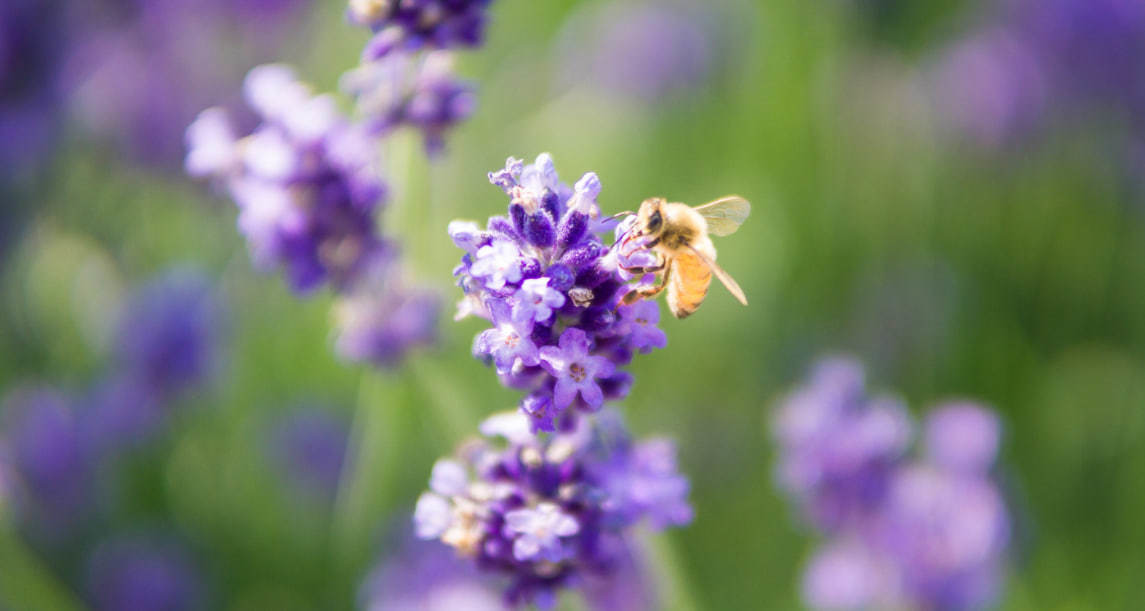 Fotografía de una abeja en un jardín polinizador. (Canva)