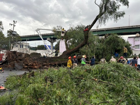 Cae árbol de más de 30 metros de alto y arranca el pavimento en Cuauhtémoc