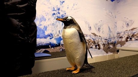 ¿Te gustaría interactuar con pingüinos?, en Sealand puedes vivir la experencia