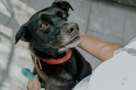 Adopta hoy uno de los 60 perritos que buscan hogar