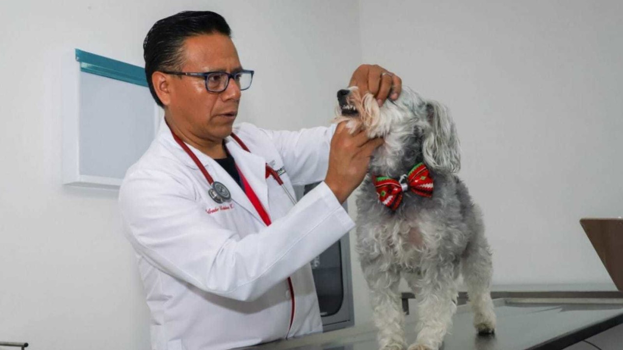 En Edomex hay  3 mil 840  médicos veterinarios, es el tercer estado con más de estos especialistas.