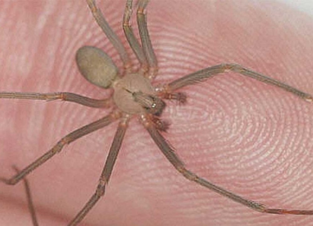 Una araña venenosa en la mano de una persona. Foto. Periódico AM.