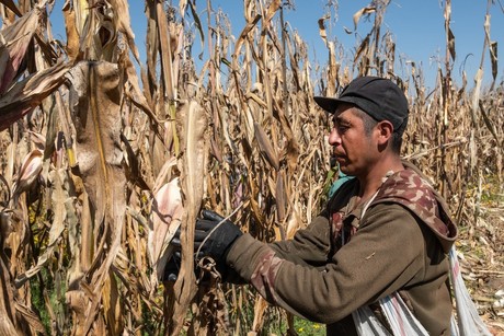 Abren apoyo para familias ante fallecimiento de campesinos ¡Conoce el programa!