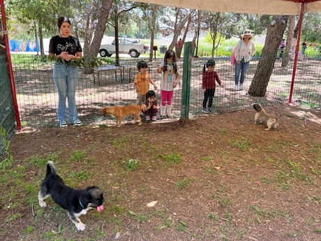 ¡Dale una Oportunidad a un Amigo Peludo! Invitan a adoptar perritos en Saltillo