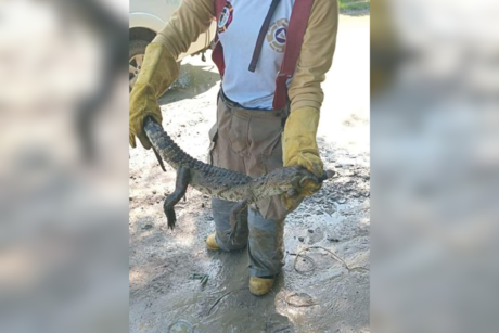 Capturan cocodrilo que nadaba en un charco de agua en Altamira