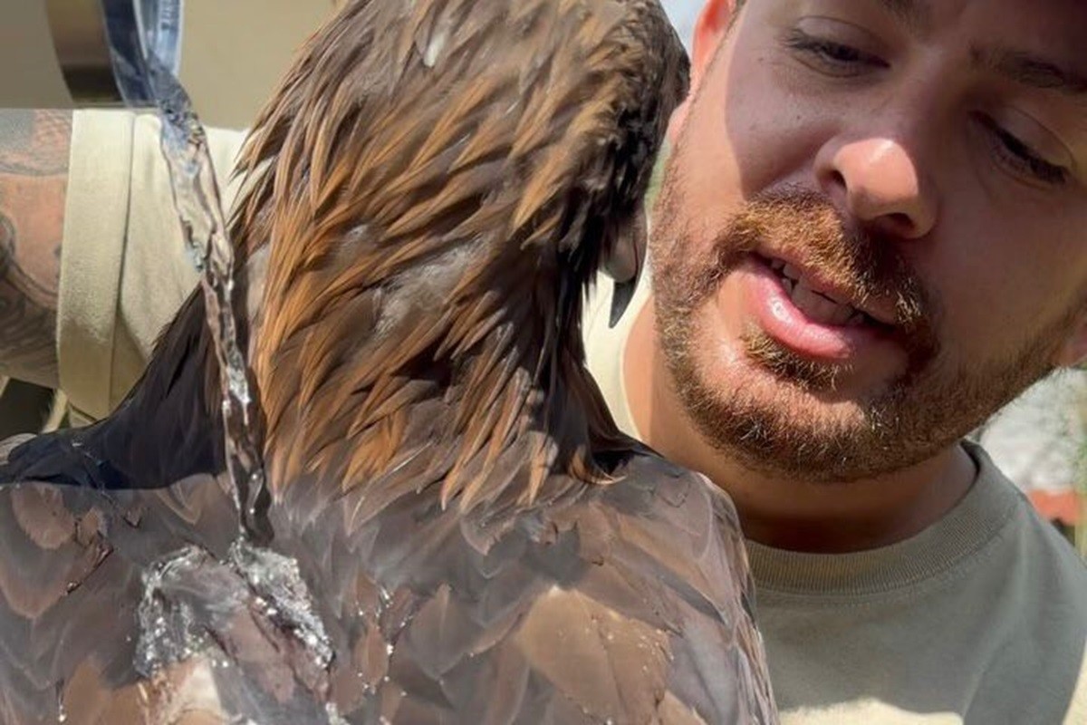 Neto Gamiz explica cómo las águilas repelen el agua. Foto: @raptorbehavivor en Tiktok.