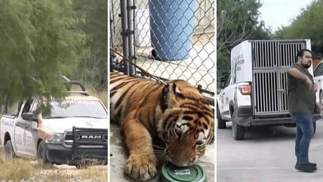 Aún no encuentran el Tigre en Reynosa