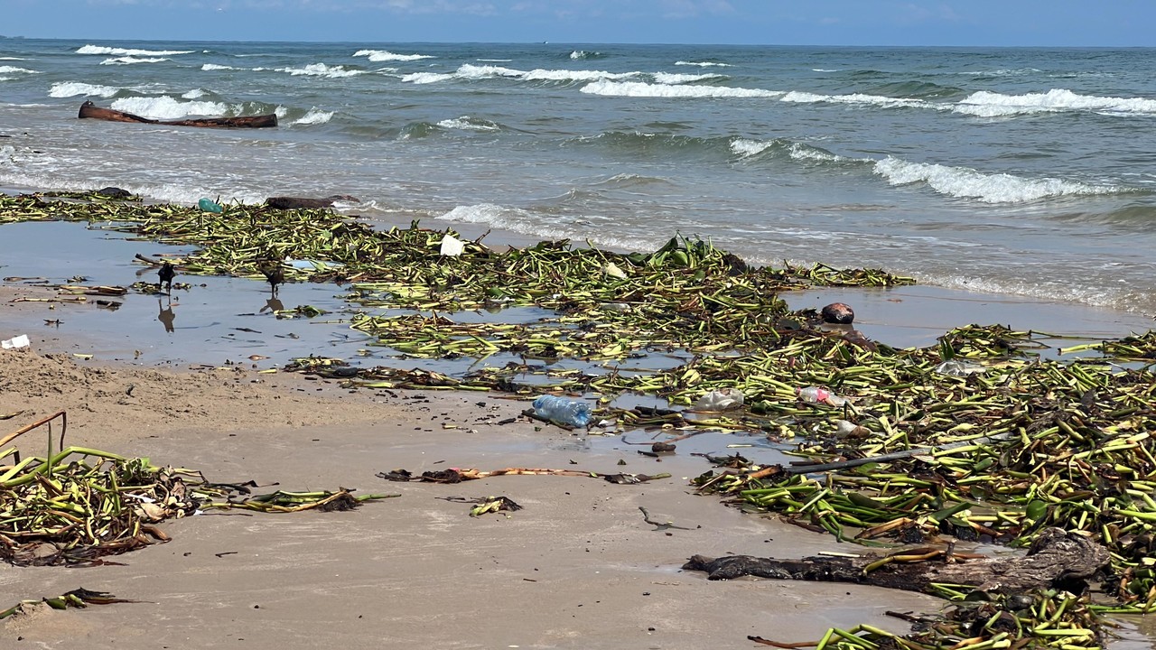 Sigue sorprendiendo la basta cantidad de vegetación acumulada sobre la orilla de playa.