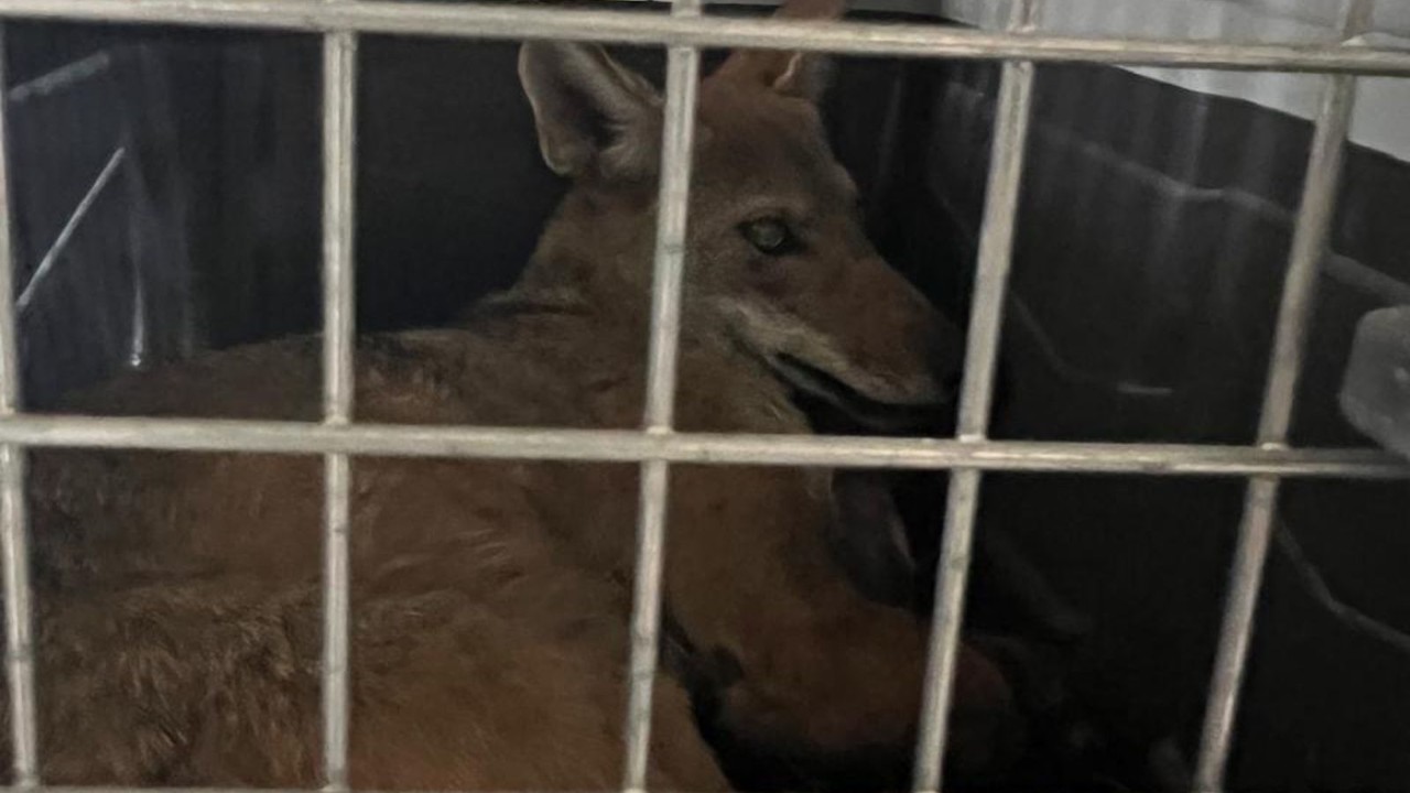 Coyote rescatado en la ciudad de Gómez Palacio. Foto: Ayuntamiento de Gómez Palacio.