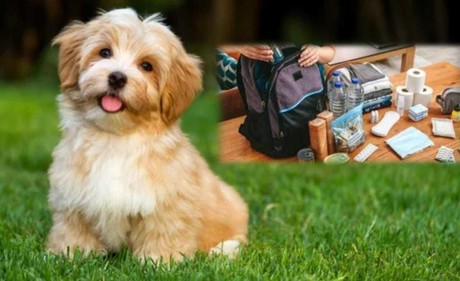 Preparación para emergencias: ¡Mochilas para tu seguridad y la de tu mascota!