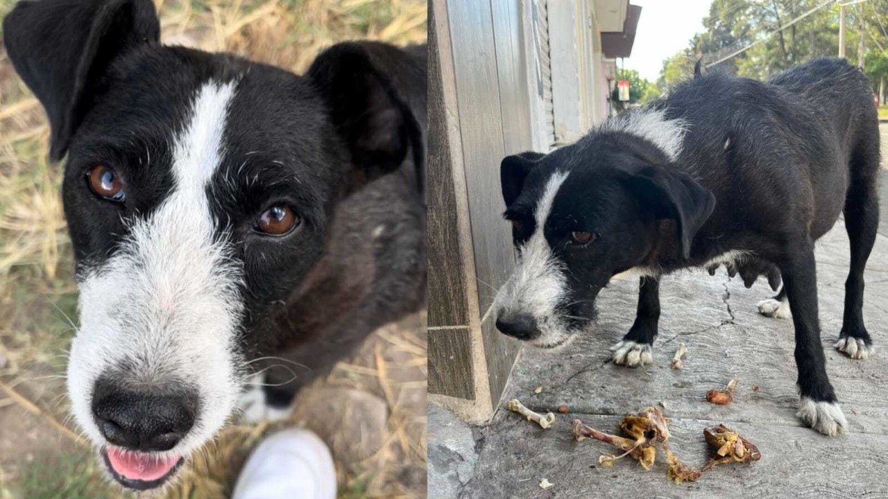 A pesar de las adversidades La Negra recorre todos los días largo camino para alimentar a sus perritos. Fotos: Jesús Carrillo.