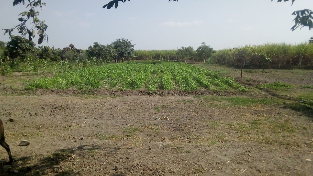 Las plagas de chapulines han disminuido en el campo duranguense. Foto: Cortesía.