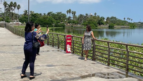 'Camas' de lirio acuático en la Laguna del Carpintero