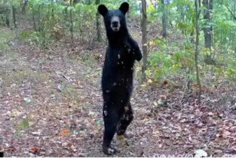 Captan a oso de dos patas en los montes Apalaches (VIDEO)