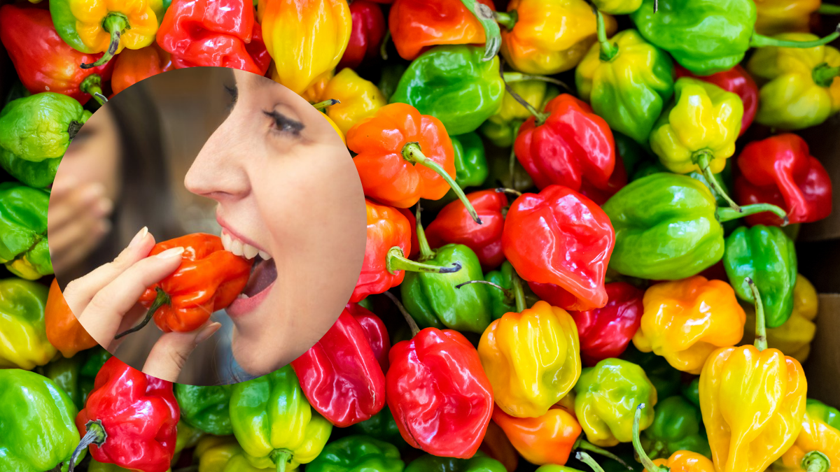 El chile habanero es considerado uno de los más picantes del mundo Foto: Especial