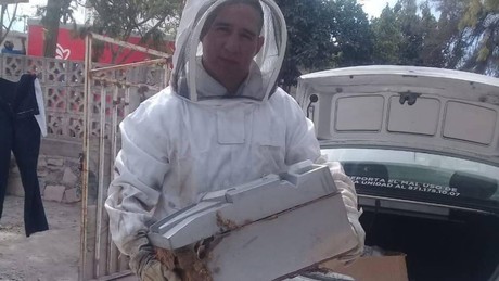 ¡No las dañes! En Gómez Palacio reubican panales de abejas para preservarlas