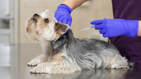 Campaña de Vacunación en Piedras Negras: ¡Cuida la salud de tu mascota!