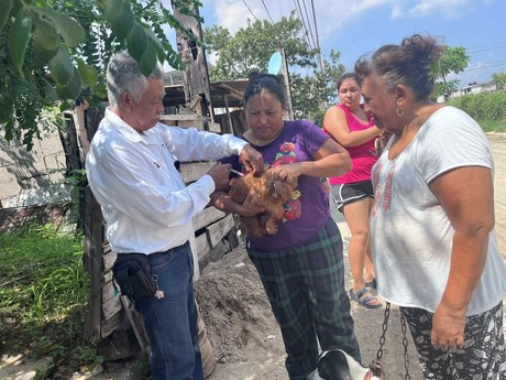 Aplicarán más de 300 mil vacunas a mascotas