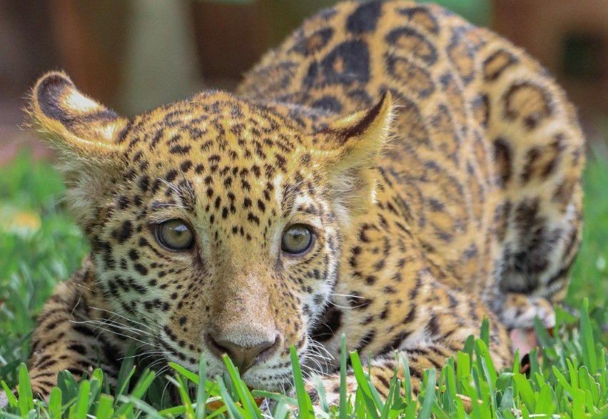 Los cachorros son hijos de Balam y Sanya. Foto: CPBT