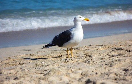 El papel de las aves playeras en nuestros ecosistemas