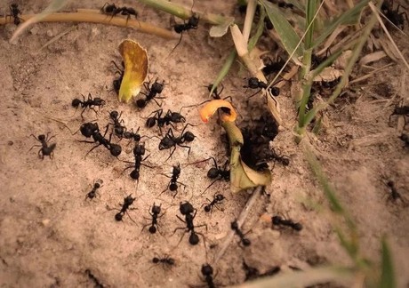 Fenómeno de las hormigas Sakal: ¿mal tiempo a la vista?